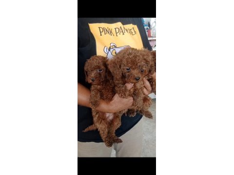 Garantili toy poodle
