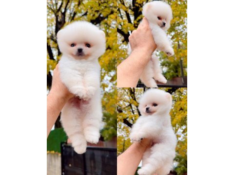 Pomeranian boo (ayı surat) garantili yavrularımız