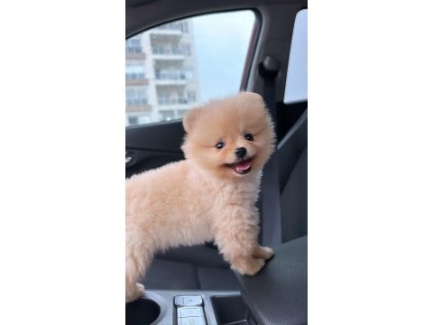 Pomeranian boo 6 aylık aşı karneleri var