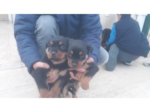 2 aylık rottweiler