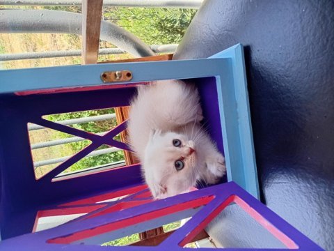 10 gün sonra teslim edilecek british shorthair