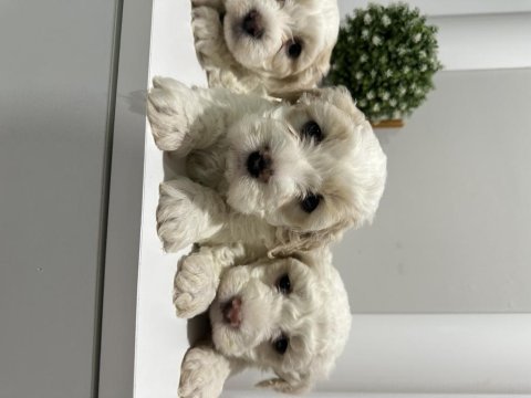 Maltese yavruları