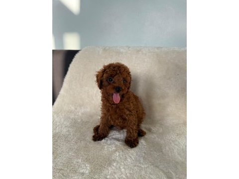 2 aylık kaliteli koyu renk poodle