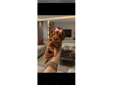 Toy poodle sevımlı yavrularım