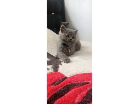 Ayı surat british shorthair