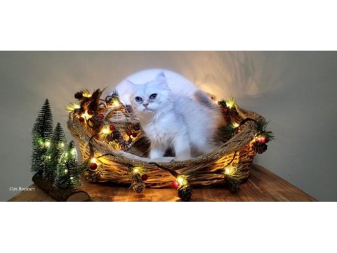 Scottish fold ve straight