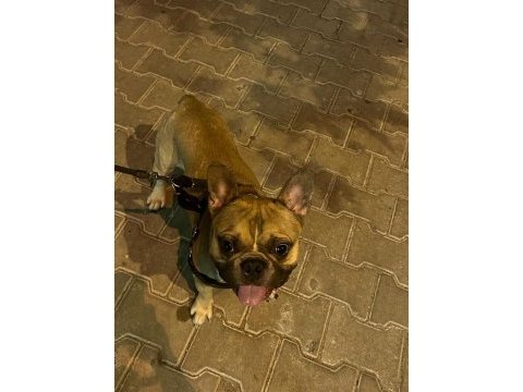 1 yaşında fawn erkek french bulldog