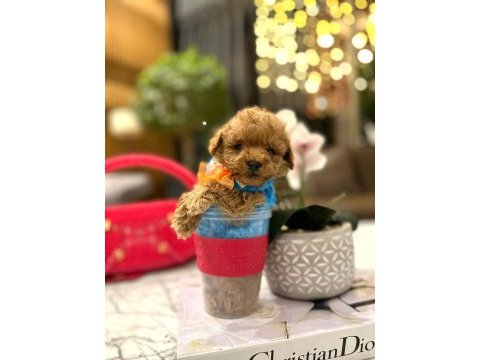 Yarışma düzeyi 0 boy maltipoo luna
