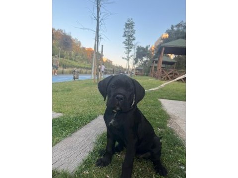 Yavru cane corso 3 aylık akılı köpek