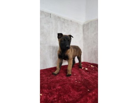 Efsane malinois yavruları