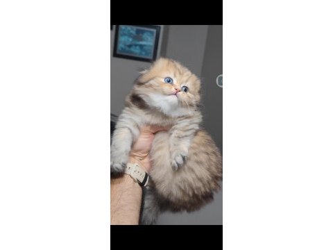 Scottish fold kedisi