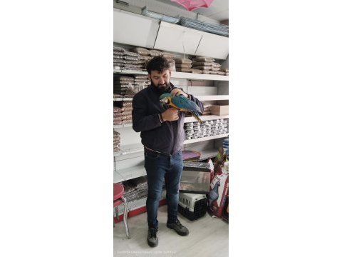 4 aylık el besleme bebek macaw isteyenler kaçırmayın