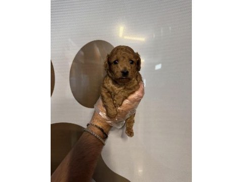 Toy poodle safkan yavrularımız
