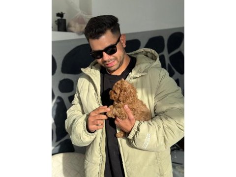 Orijinal ırk toy poodle red brown kg garantili