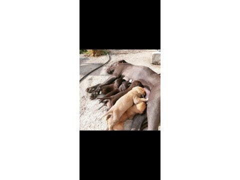 Anne cane corso baba labrador ücretsiz sahiplendirme
