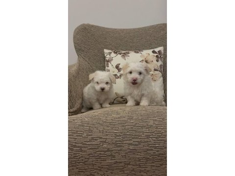 Kore maltese