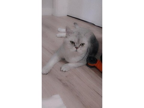 Sevimli kedimiz dino muza kalıcı yuva arıyoruz