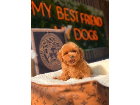 Mini toy poodle yavrular