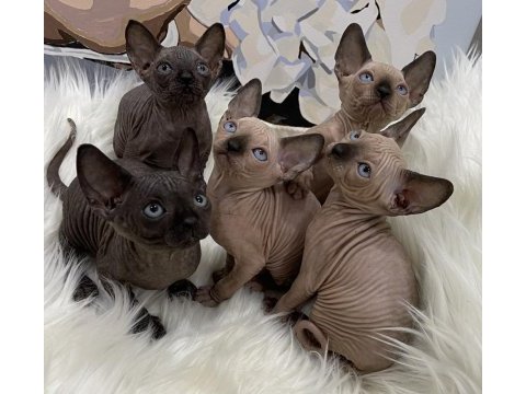 Sphynx sfenks tüysüz dişi erkek yavru