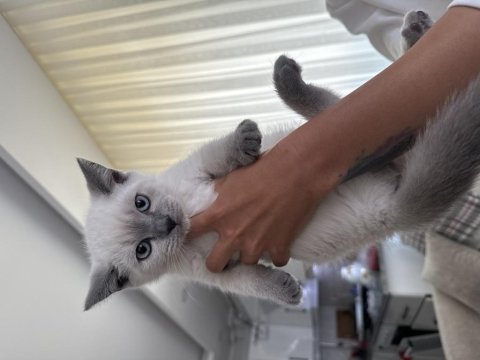 British shorthair 60 günlük erkek