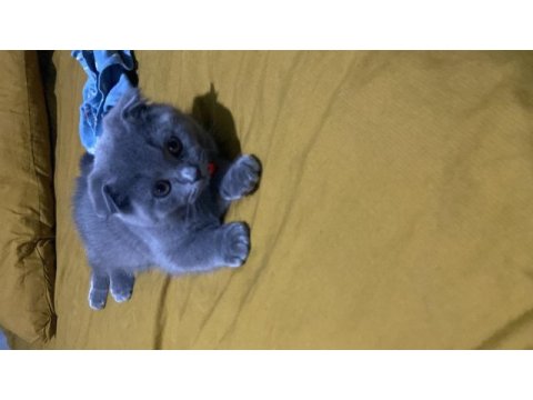 Minik scottish fold oğluşumuza yuva arıyoruz