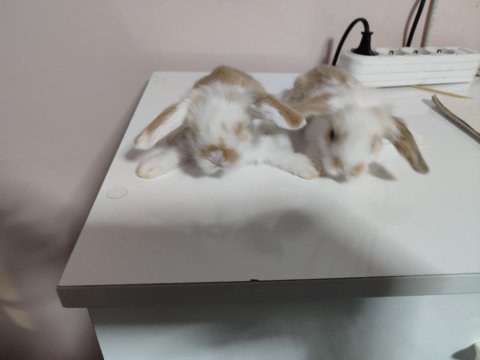 Hollanda teddy lop tavşan