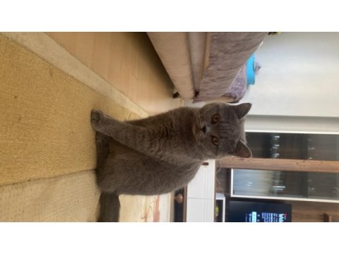 British shorthair kedime arkadaş arıyorum