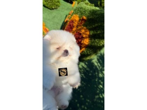 Pets world kentpark pomeranian boo