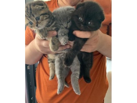 Satılık scottish fold