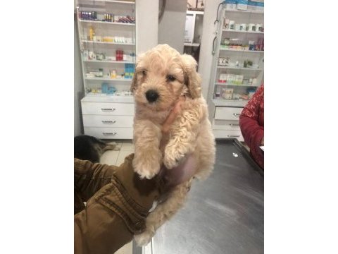 Apricot toy poodle erkek