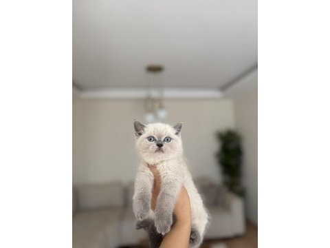 Güzeller güzeli brıtısh shorthair yavrularım 