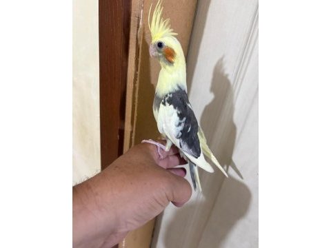 43 günlük kusursuz sultan papağanı bebek