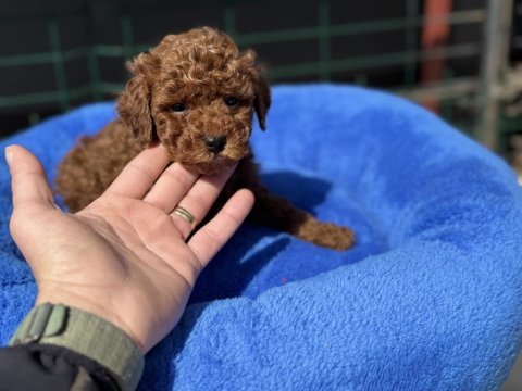700 gr 4 aylık kore micro tea cup poodle