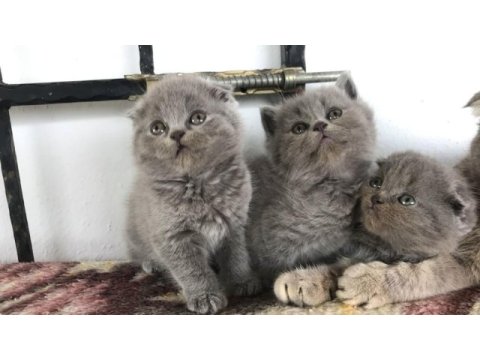 Erkek scottish fold anne scottish baba british