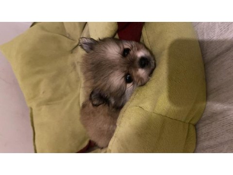 2.5 aylık erkek pomeranian bebekler