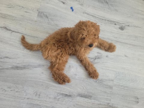 4 aylık erkek poodle