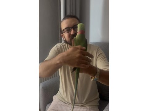 Full evcil erkek alexander papağanı
