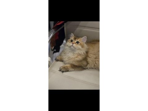 British longhair 8 aylık erkek
