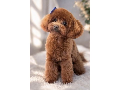 Kore poodle küçük ırk