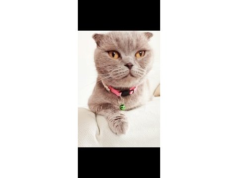 Ücretsiz sahiplendirme scottish fold kedimiz