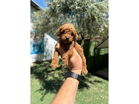 Anatomi harikasi poodle bebekler