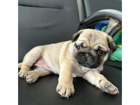 Hamburger surat pug mops yavrularımız