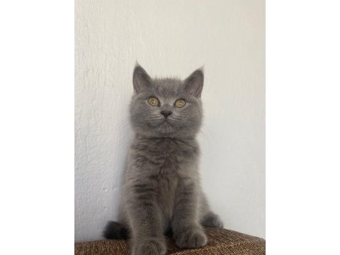 British shorthair kedisi