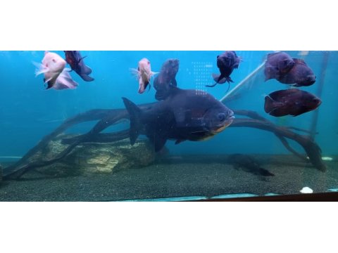 Pirana pacu