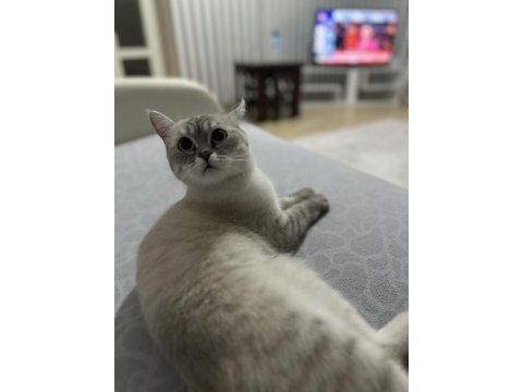 1 yaşında kısır dişi exotic shorthair