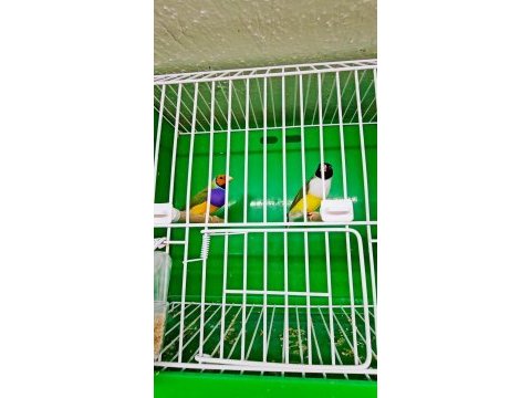 Takım golden finch