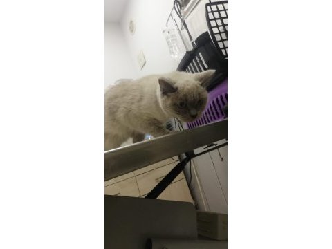Kedimiz tatlı kızımız