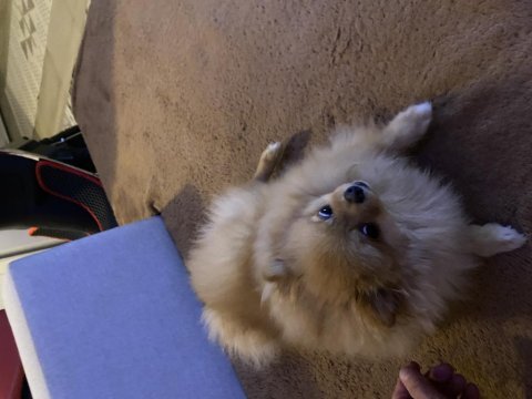 Wc eğitimli aşıları tam pomeranian