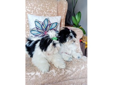 Canlı peluş gibi sevimli ve safkan shih tzu yavru
