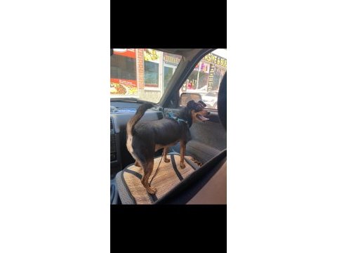 4 yaşında sağlıklı erkek minyatür pinscher